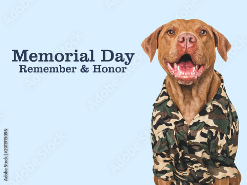 Memorial Day. Brown Pit Bull, American Flag and congratulatory inscription. Closeup, indoors, studio shot. National holiday concept. Congratulations for family, relatives, friends, colleagues