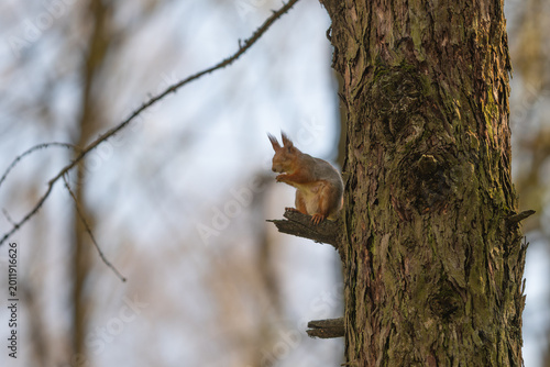 Foto Red squirrel vocalizing on trunk, mouth open in highpitched call, tense posture