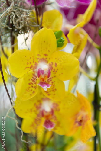 Yellow orchid flower branch. Floral nature. Orchid flower bright color. Flowering nature. Orchid flower yellow color. Floral macro photography. Flora and nature closeup