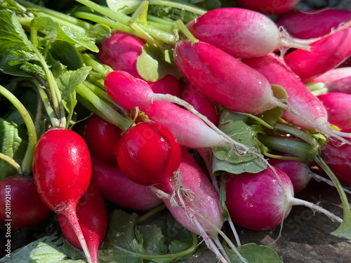 Bunch of fresh radishes.