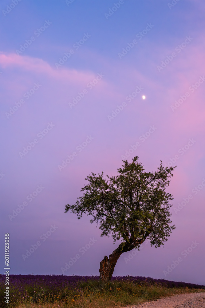 Obraz premium Solitary tree under pastel twilight sky in Provence, France