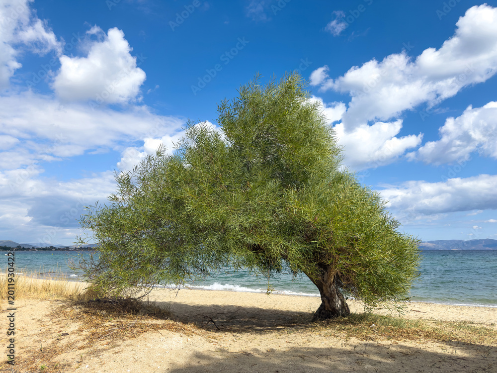 Obraz premium Blooming tamarisk or salt cedar tree tree on sandy beach in Greece. Blue sky and sea, scattered clouds, spring sunshine.