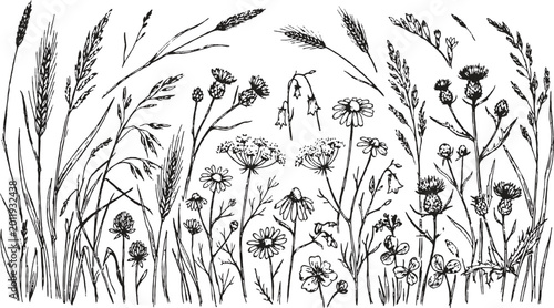 Wildflowers and meadow grasses hand drawn botanical vector illustration set