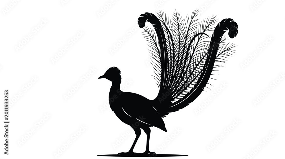 Fototapeta premium Peacock with long elegant tail feathers standing in a black and white silhouette vector art