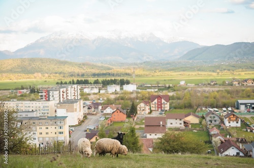 Fotografie In a cozy timber cabin, an elite IT specialist embraces hard-wired pastoralism,