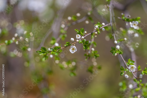 Cuadro en lienzo Gentle blossom with dew drops