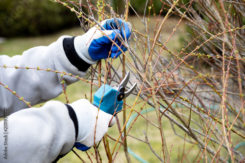 Fotografie A gardener trims dead branches in the garden using cordless pruning shears