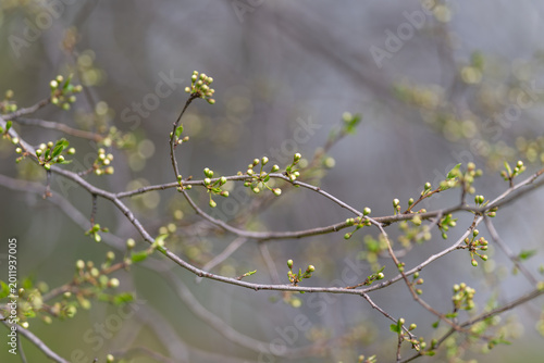 Billede på lærred Crossing twigs dotted with buds against muted background, rhythmic lines form ab