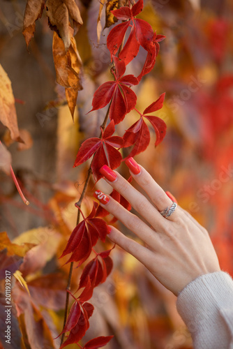 beautiful female hands touching the leaves of trees