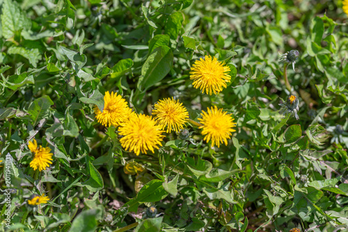 Foto Vivid yellow blossom surrounded by dewy grass and jagged leaves