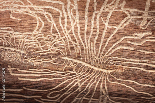 Photos natural background of a tree with bark beetle passages
