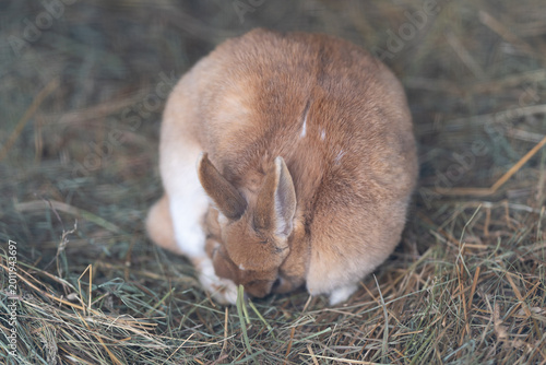 Foto Gentle bunny munching