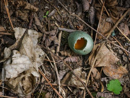 Bluish broken bird egg with a yolk in the middle.