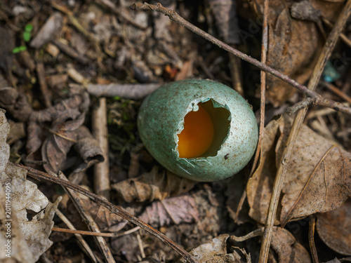 Bluish broken bird egg with a yolk in the middle.