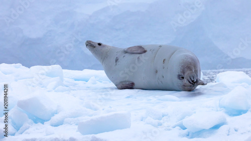 Quadro em tela A large, grey seal lying comfortably on a block of blue-tinted ice, basking in t