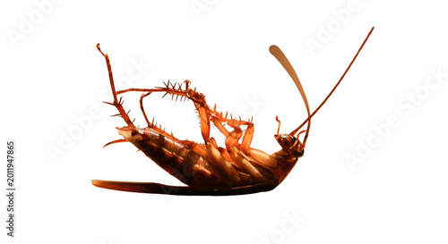 Quadro su tela cockroach on death