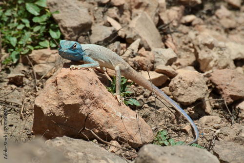 Obraz na plátne Blue‑headed agama lizard on a rock.