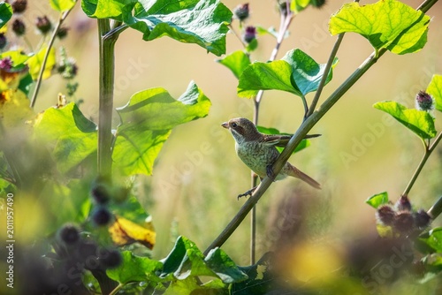 Foto Red-backed shrike bird perched on a tall green stem in a summer meadow