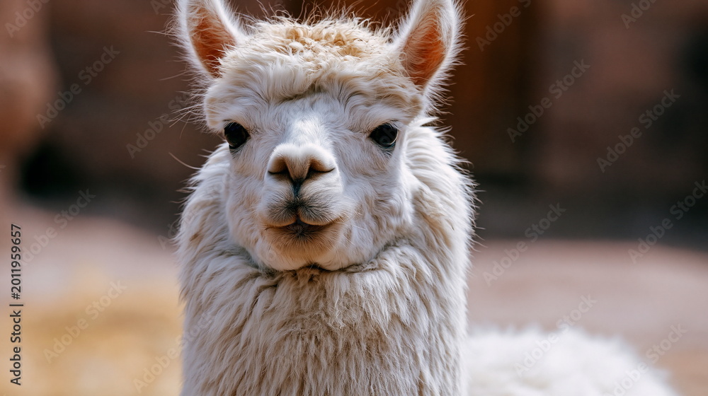 Fototapeta premium Fluffy White Alpaca Roaming Freely on Farm with Soft Wool and a Whimsical Charm Under a Clear Sky