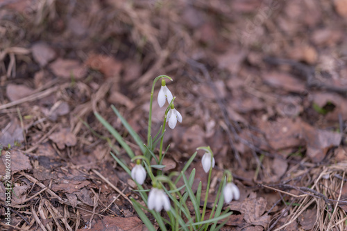 Canvastavla Snowdrops drooping gently over leaf litter, vertical composition emphasizes grac