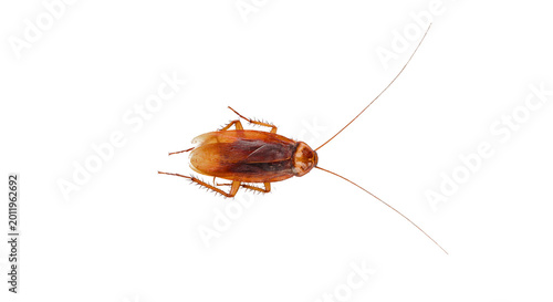 Obraz na płótnie cockroach on transparent