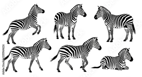 Set of Six Zebra Illustrations in Black and White, Diverse Poses