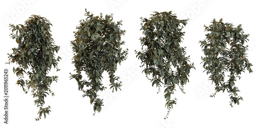 Collection of Tradescantia plants on transparent background