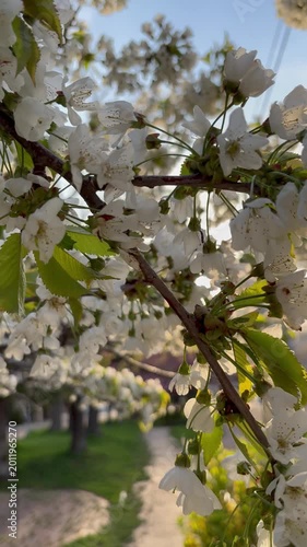 Tilt-down shot of wild cherry blossoms bathed in the morning sun