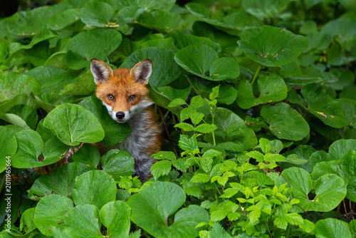 Fotografie Fox Vulpes vulpes peeps head out from leaves of Winter Heliotrope (Petasites pyrenaicus)