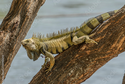 фотографія Colombia, a green iguana resting on a tree branch