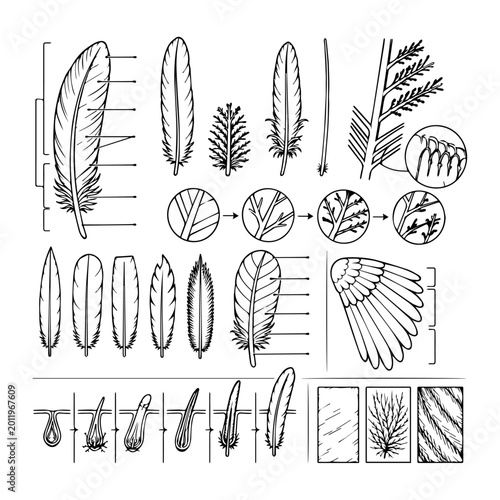 Bild auf Leinwand Comprehensive biological diagram showing different types of bird feathers and their detailed structure
