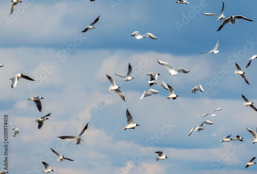 of many seagulls flying and screaming against the blue sky with their wings s...
