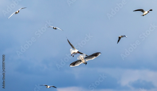 seagull birds flying and screaming against the blue sky with their wings spre...