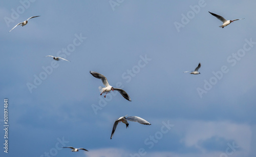 seagull birds flying and screaming against the blue sky with their wings spre...