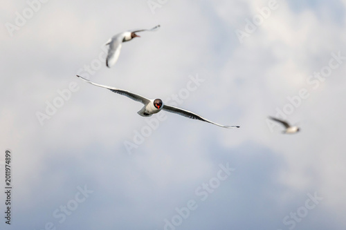 seagull bird flies and screams against the blue sky with its wings spread