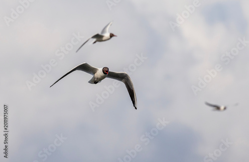 seagull bird flies and screams against the blue sky with its wings spread