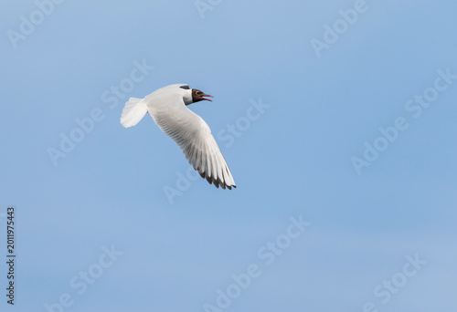 A seagull bird flies and screams against the blue sky with its wings spread a...