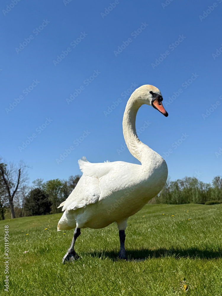 Fototapeta premium A swan walks across the lawn.
