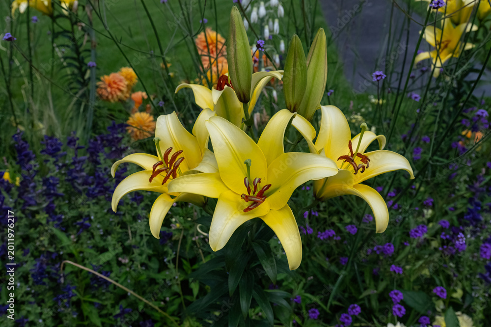 Fototapeta premium Fully bloomed yellow lilies in the garden. A decorative and botanical scene dominated by vibrant colors, surrounded by purple and orange flowers.
