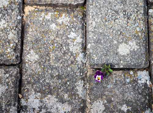 Obraz na plátne Hardy pansy growing from the crack of old paving stones