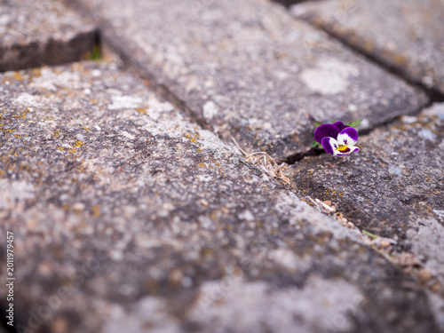 Schilderij op canvas Hardy pansy growing from the crack of old paving stones