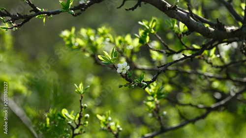 Fotografia A single white plum blossom on a branch in a sunlit orchard during early spring