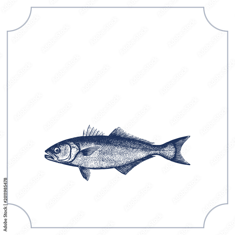 Obraz premium Vintage fish illustration isolated on white background, detailed engraving style seafood design seafood-label-fish-packaging