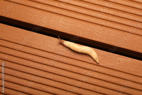 Foto A pale white Slug (Deroceras sp