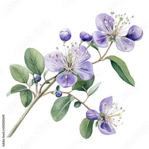 watercolor of Caper Flower Branch illustration graphic, isolated on a white background.