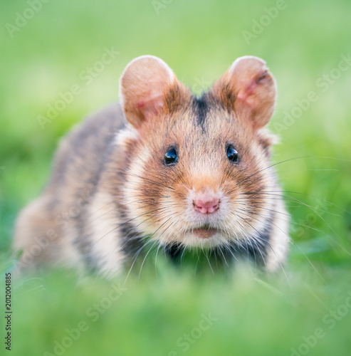 european hamster in the grass