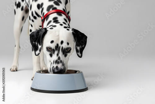 Dalmatian dog eating food from bowl. Purebred spotted animal at feeding time. Domestic pet nutrition in household. Lifestyle photography of canine training with meal in studio setting.