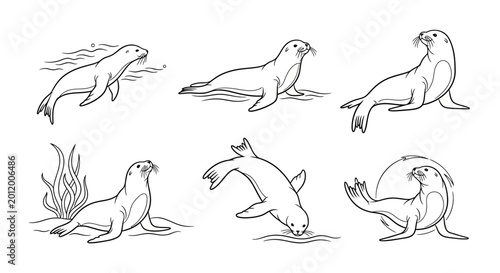 Set of cute sea lion illustrations in various poses
