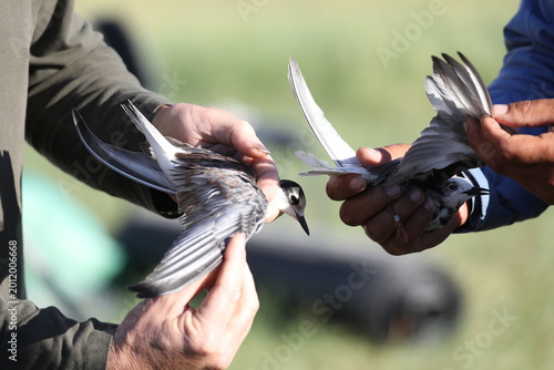 Foto Ornithologist measuring a juvenile Black Tern (Chlidonias niger) during a bird monitoring and banding program, Mongolia