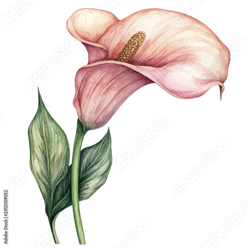 Bild auf Leinwand Calla Lily Branch, watercolor vector portraying a joyful pose with colorful highlights, isolated on a white background